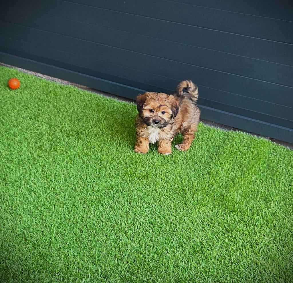Leuke speelse Boomer pups te koop, Dieren en Toebehoren, Parvo, Nederland, Overige rassen, 8 tot 15 weken