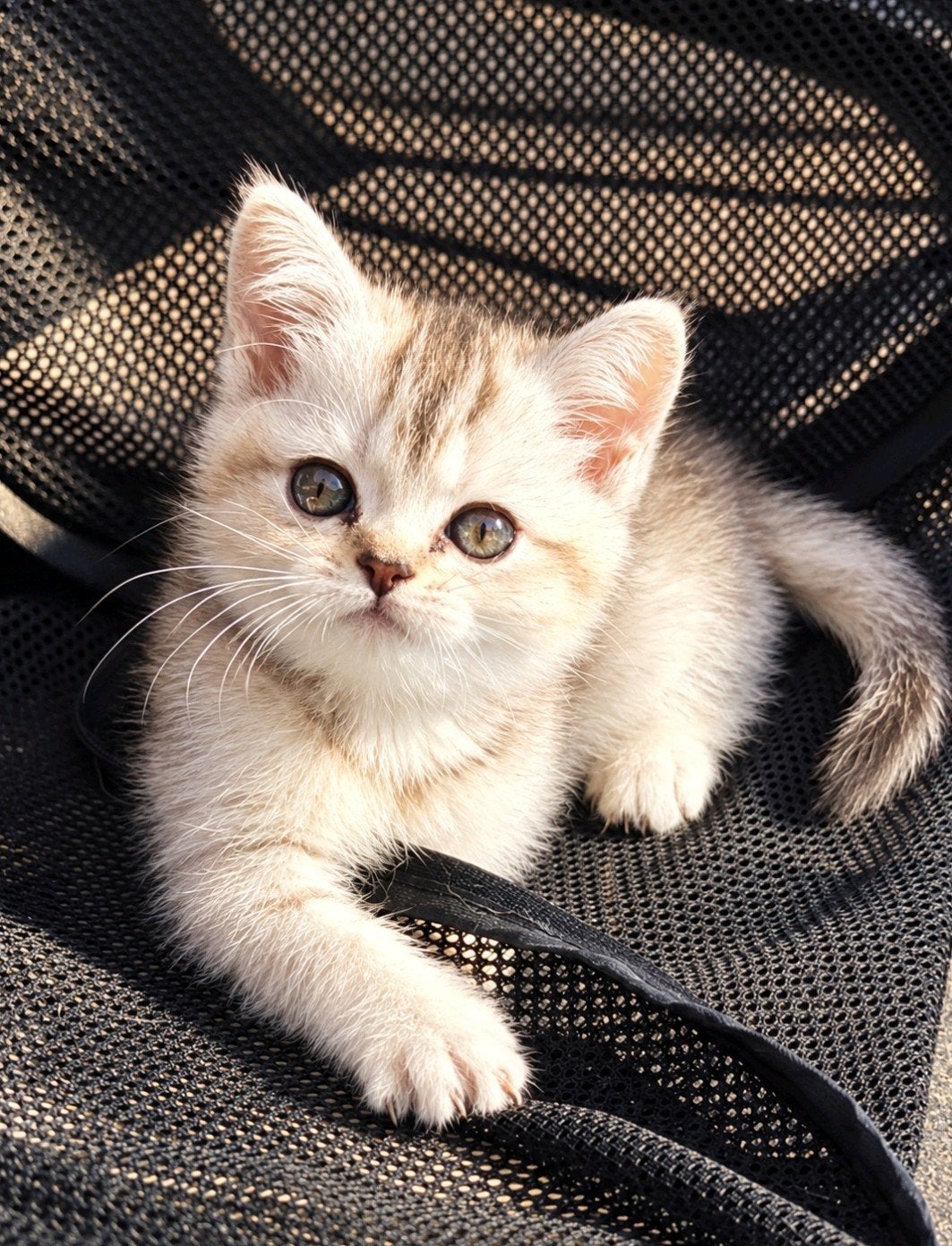 Britse korthaar kitten, Dieren en Toebehoren, Poes, Ontwormd