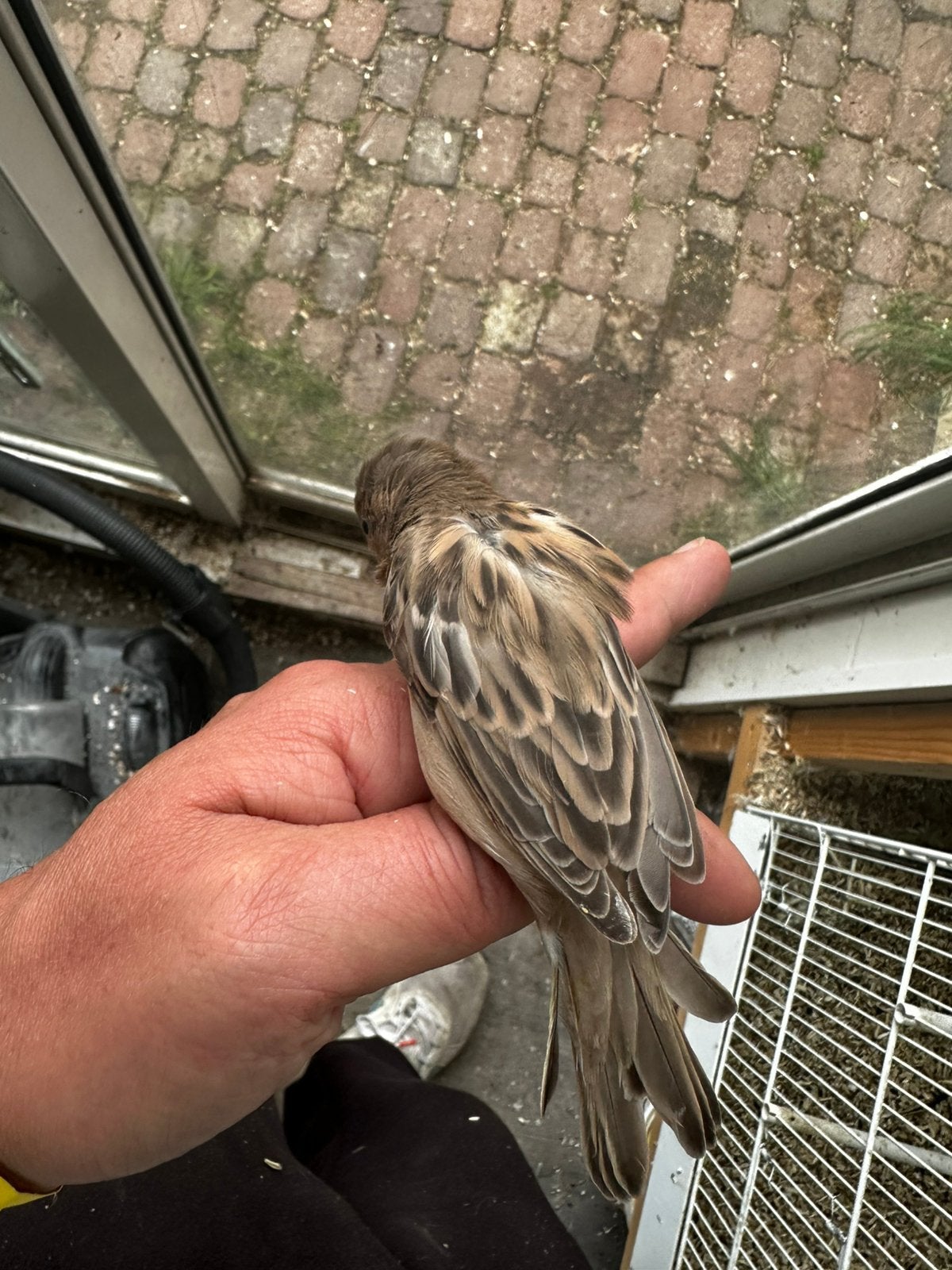 Huismus pastel agaat, Dieren en Toebehoren, Meerdere dieren, Wildzangvogel, Geringd