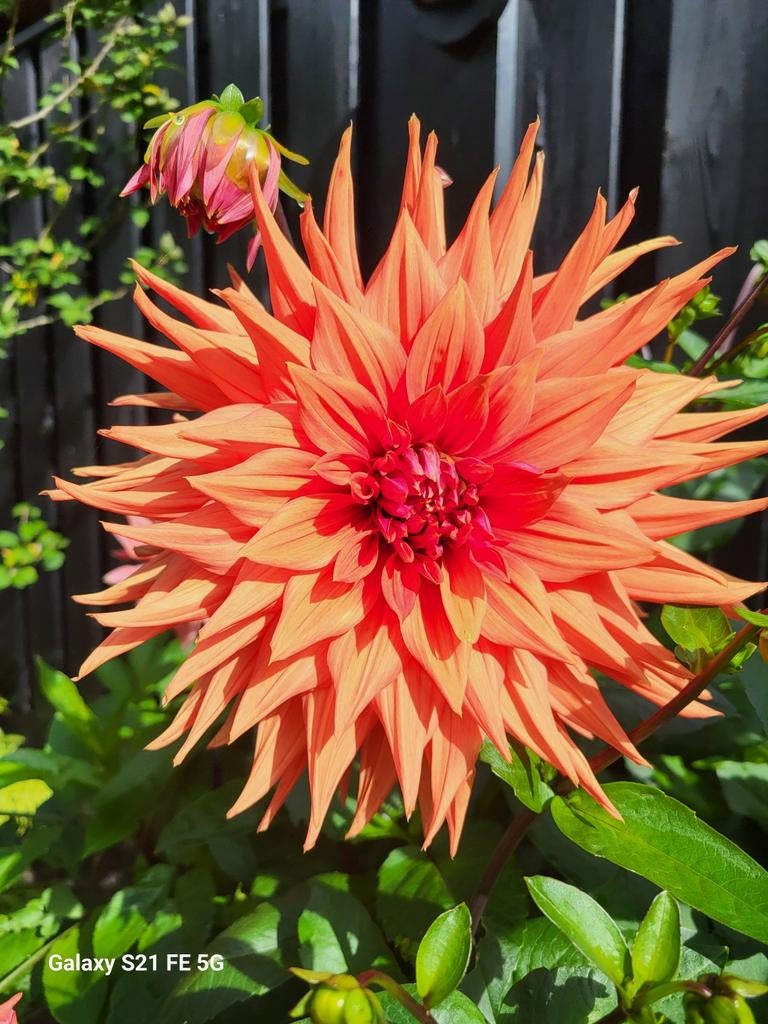Prachtige grote dahlia, Tuin en Terras, Bloembollen en Zaden, Ophalen of Verzenden, Volle zon, Knol