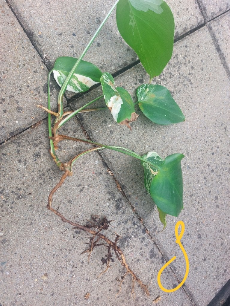 Monstera variegata stek nr8, Huis en Inrichting, Kamerplanten, Overige soorten, Minder dan 100 cm, Groene kamerplant, Halfschaduw