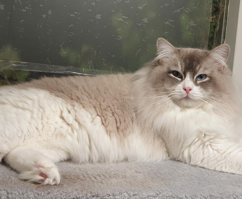 Ragdol Blue Lynx Bicolor Dekkater(NIET TE KOOP), PKD, HCM,++, 3 tot 5 jaar