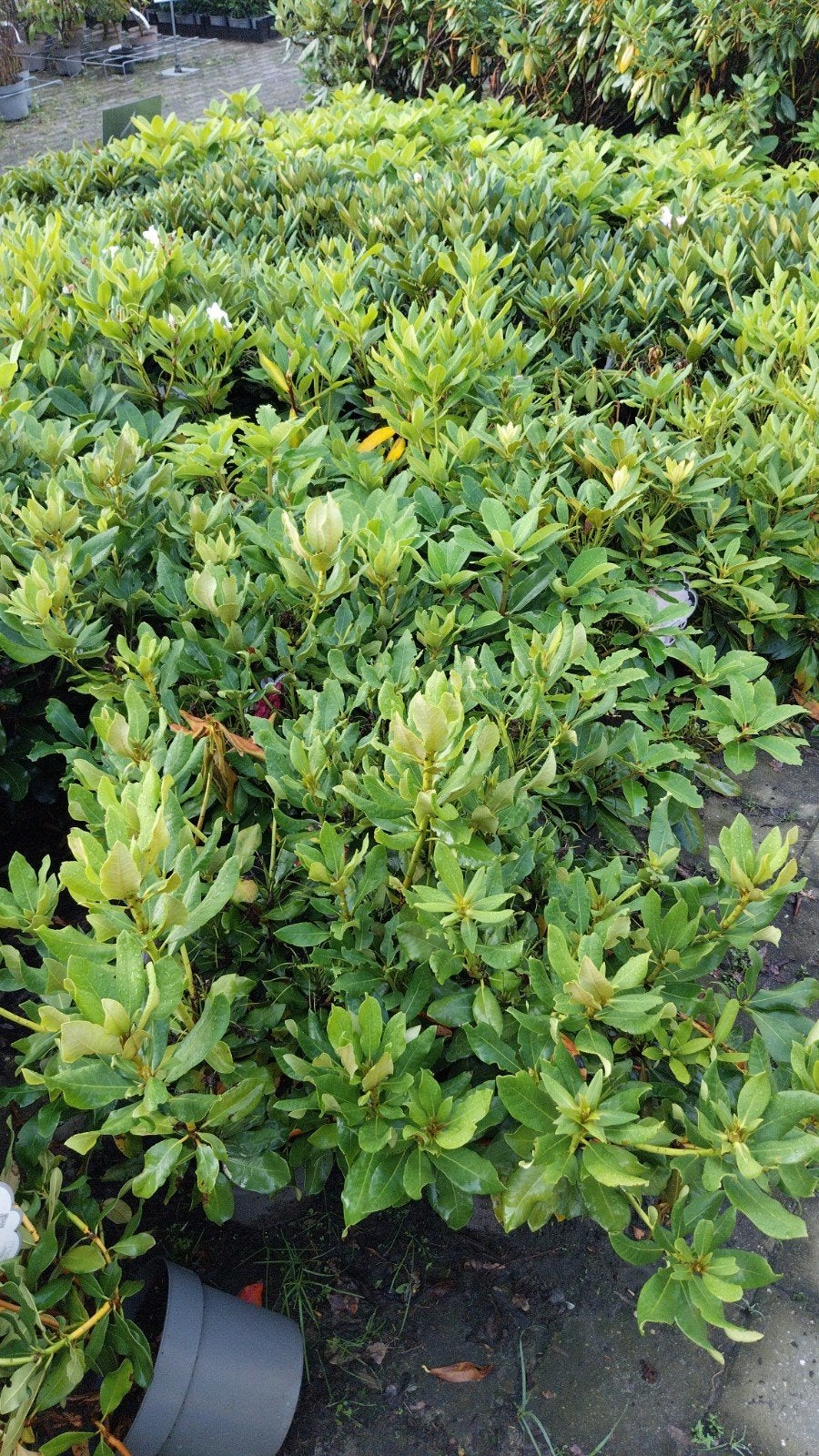Rhododendron Struiken 40-60 cm - Diverse Kleuren, Vaste plant, Halfschaduw, Lente, Ophalen