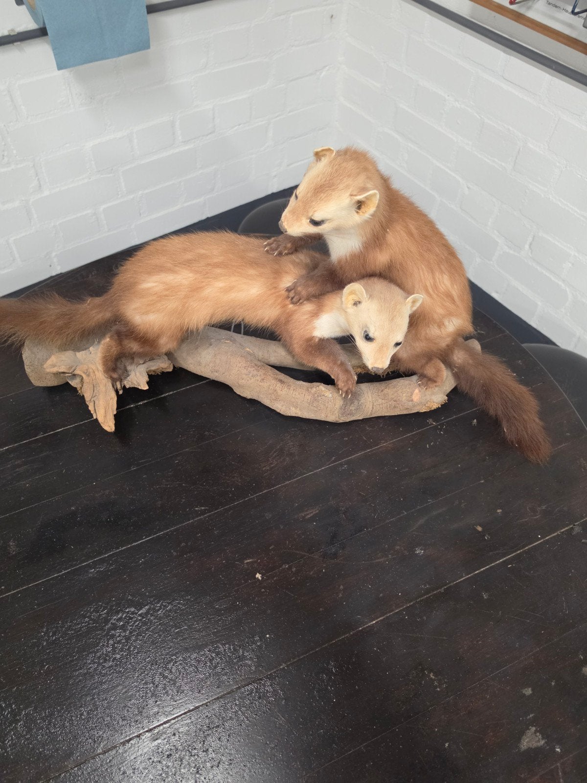 2 Prachtige geprepareerde steenmarters, Ophalen, Gebruikt, Wild dier, Opgezet dier