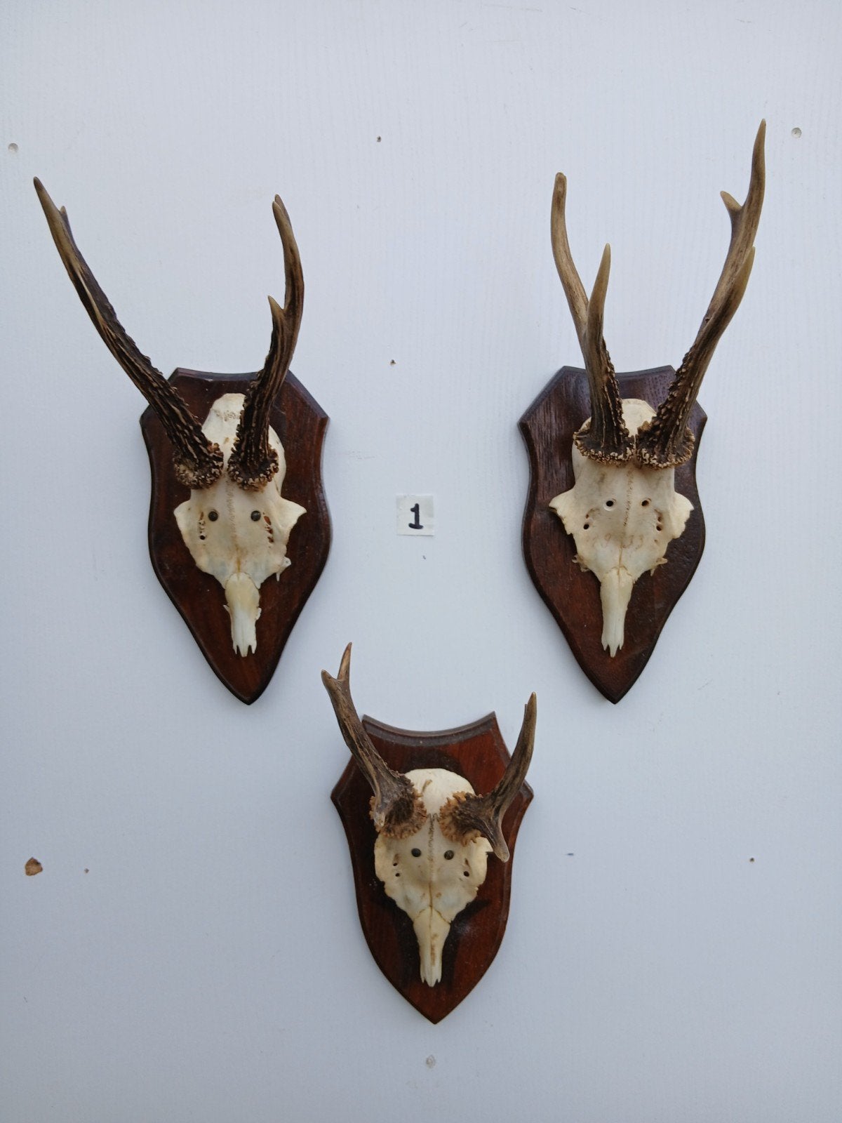 3 reegeweien (1), samen voor 25 euro, Ophalen of Verzenden, Zo goed als nieuw, Wild dier, Gewei of Kop