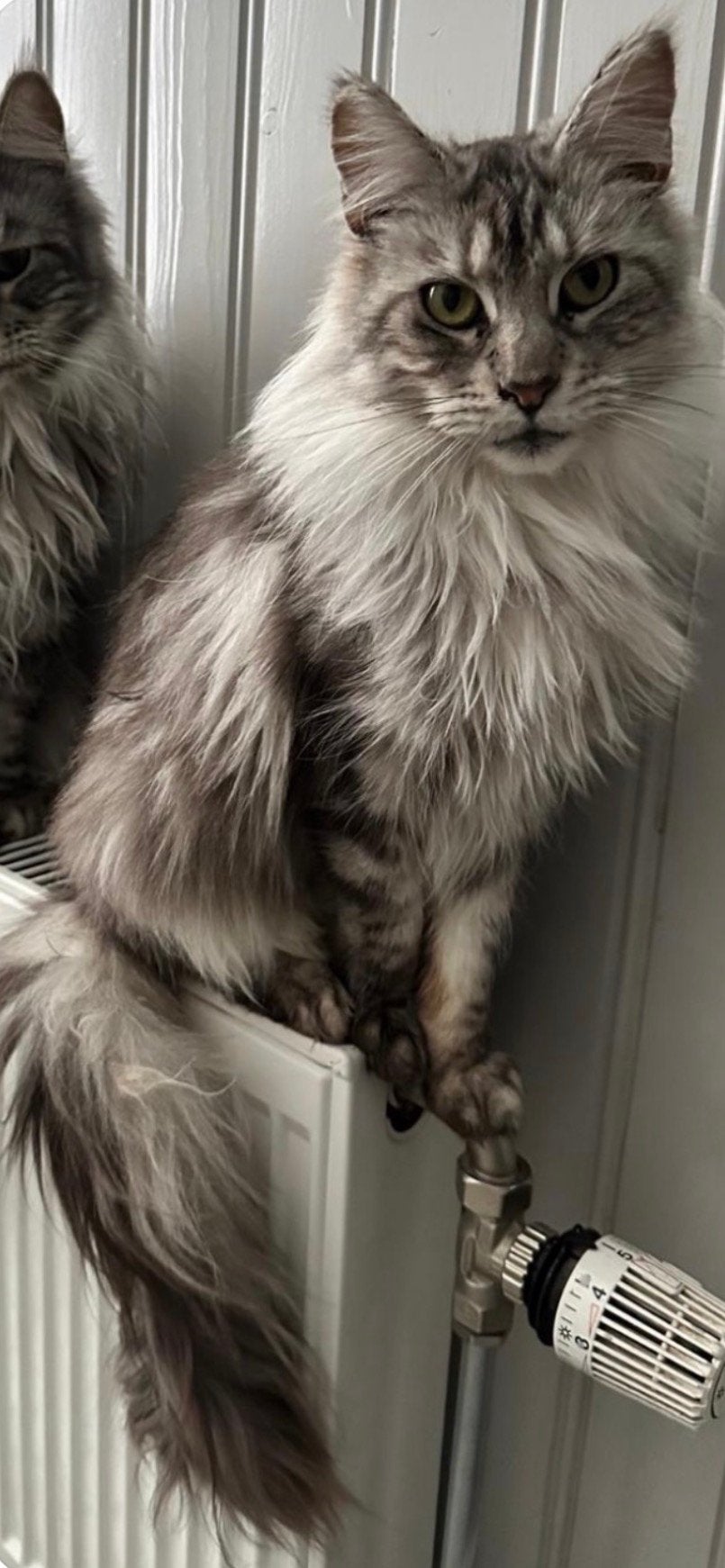 Herplaatsing Maincoons, Poes, Met stamboom, 3 tot 5 jaar