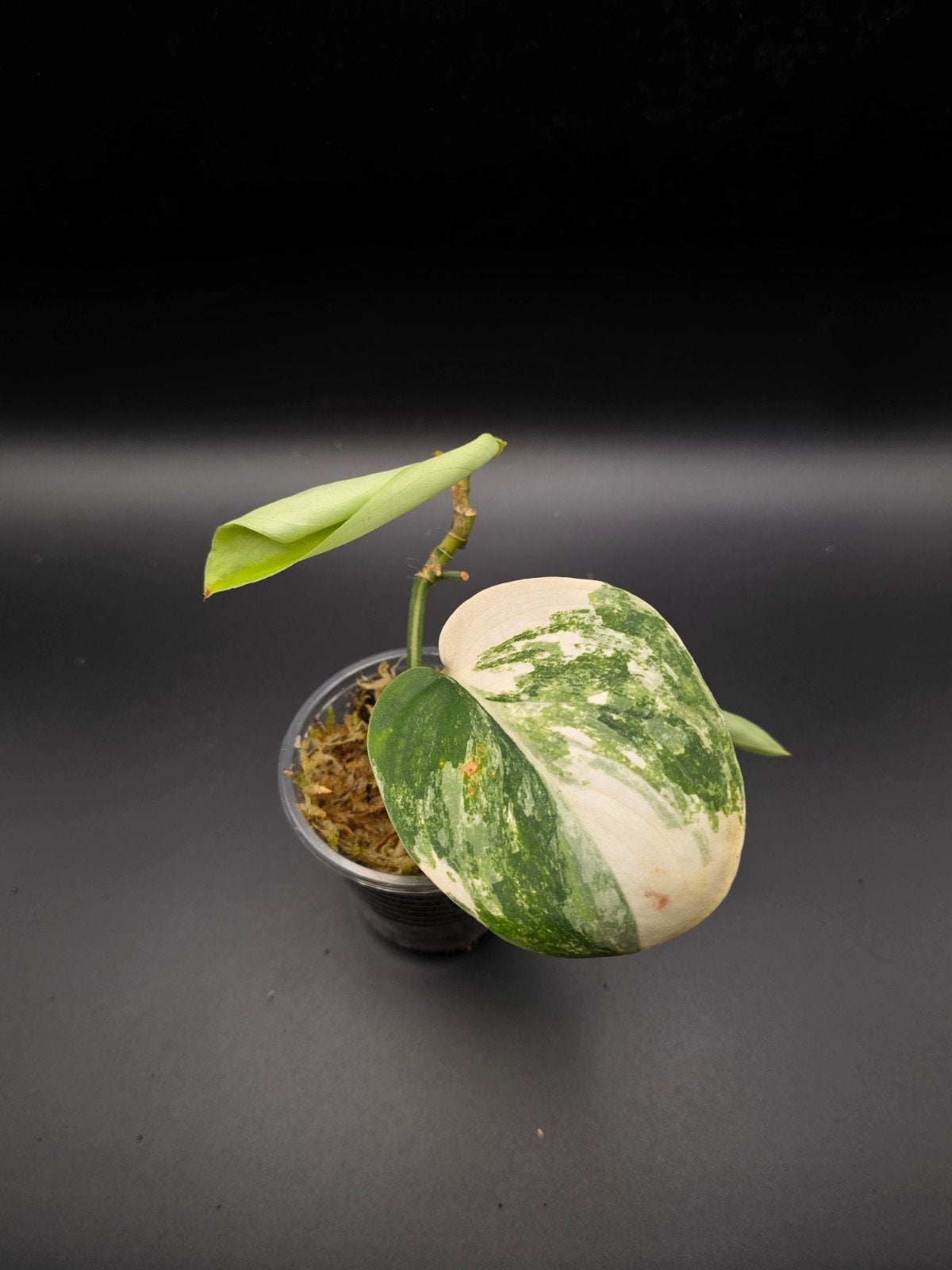 Scindapsus jade satin varigata, Ophalen of Verzenden, Halfschaduw, Minder dan 100 cm