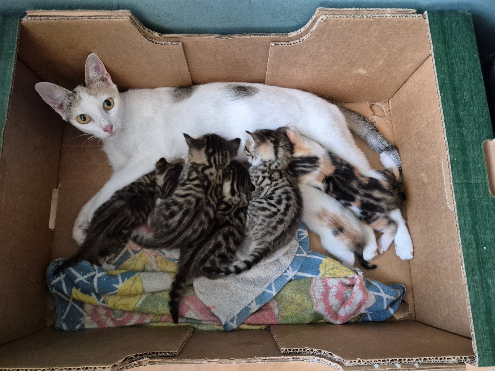 kittens, Meerdere dieren, Kortharig, 0 tot 2 jaar