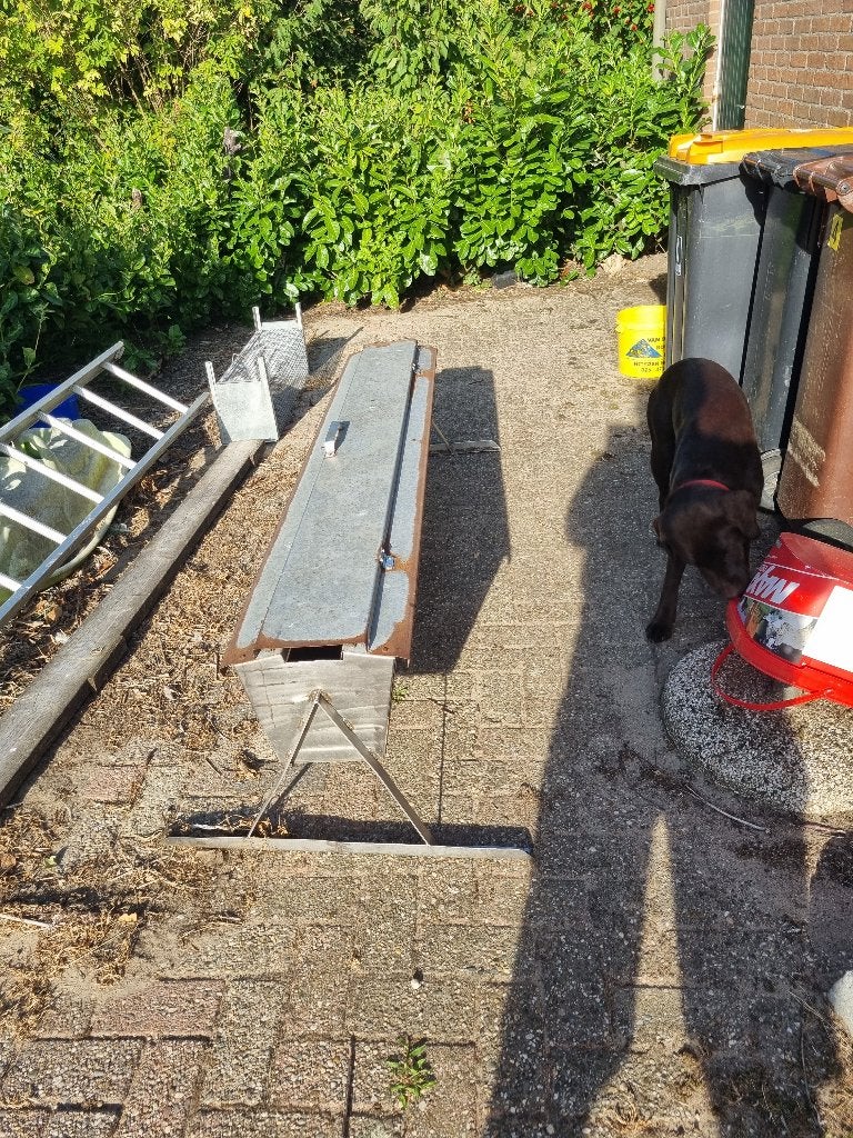 Creepfeeder, Dieren en Toebehoren, Schapen, Geiten en Varkens, Mannelijk, Schaap
