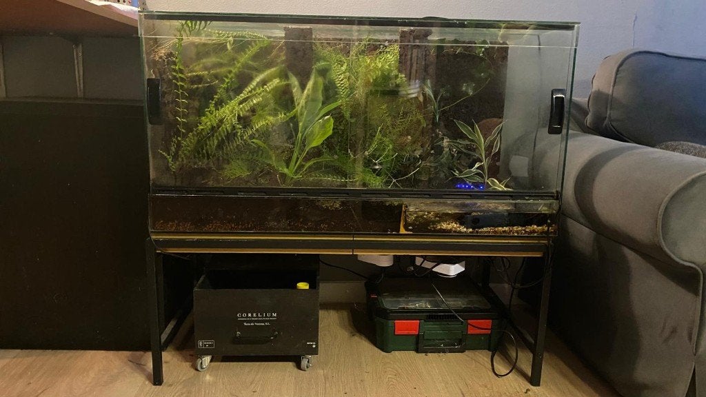 paludarium, Ophalen, Gebruikt, Terrarium of Paludarium