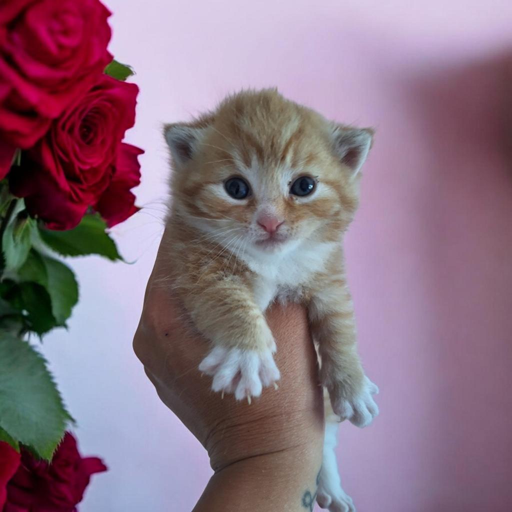 kittens, Meerdere dieren, Ontwormd