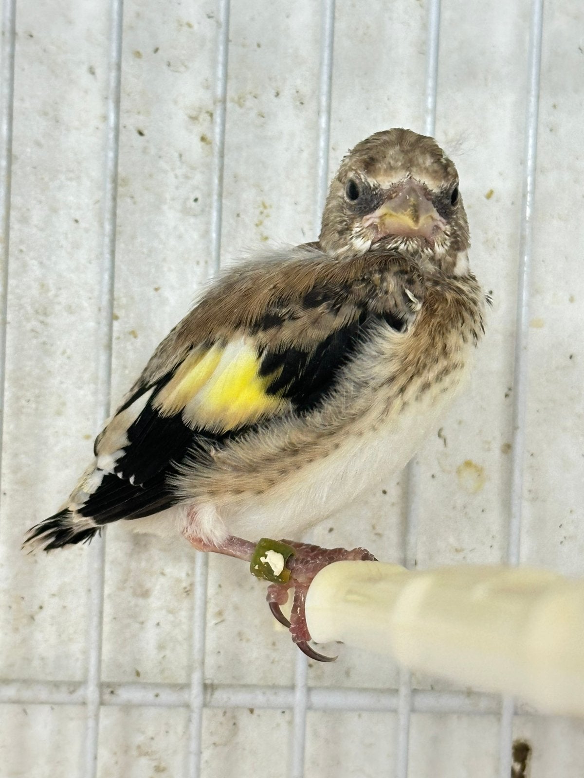 Nestje met twee jonge putters, Dieren en Toebehoren, Vogels | Overige Vogels, Geslacht onbekend, Wildzangvogel, Geringd
