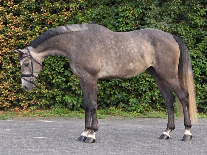 Jonge ruin mooie verschijning, Springpaard, Met stamboom, Ruin, Zadelmak