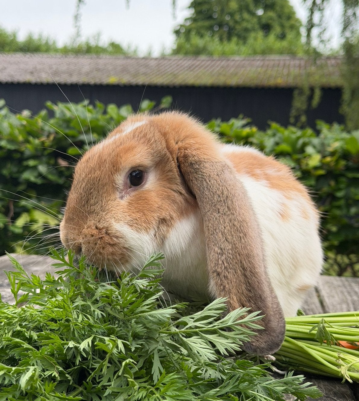 Lieve franse hangoor voedster gevaccineerd, Dieren en Toebehoren, Konijnen, Vrouwelijk, Groot, Hangoor, 0 tot 2 jaar