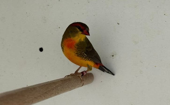 Goudbuikje - Amandava subflava, Dieren en Toebehoren, Vogels | Overige Vogels, Meerdere dieren, Tropenvogel, Geringd