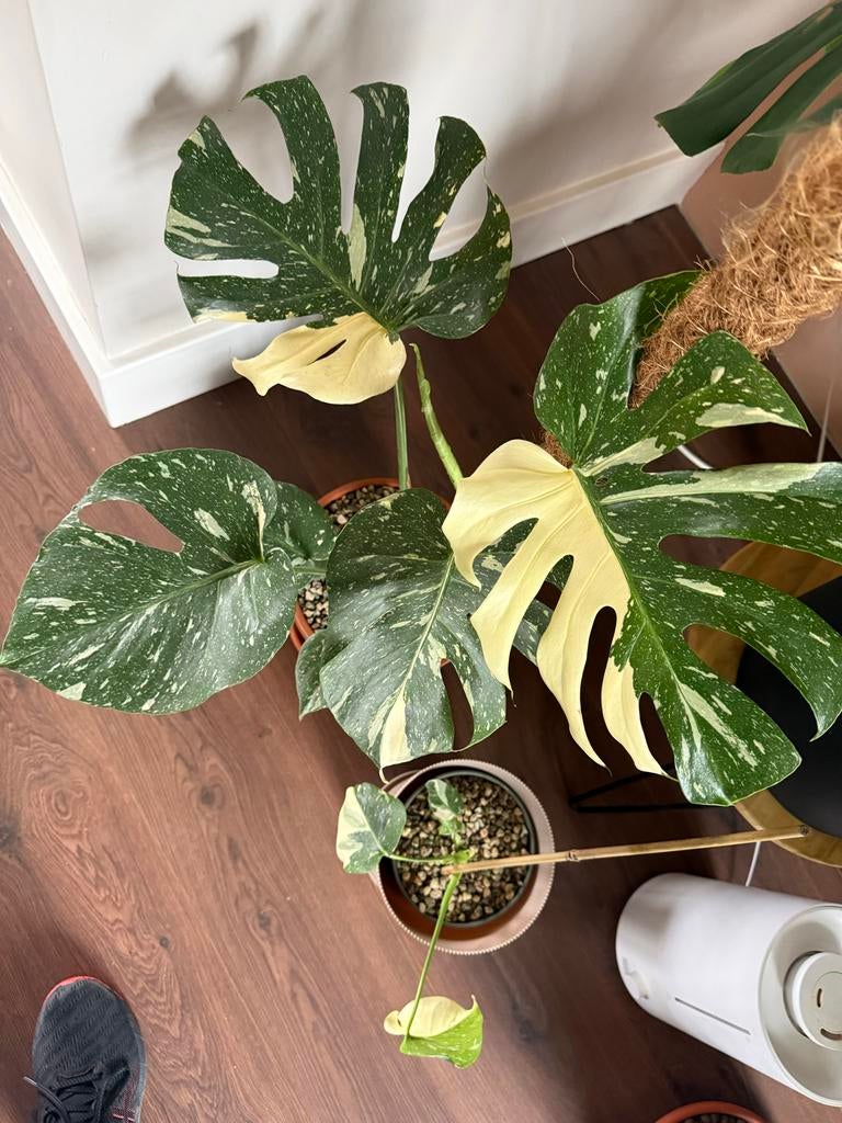 Monstera Thai Constellation Half Moon - Zeldzaam!, Overige soorten, In pot, Minder dan 100 cm, Groene kamerplant