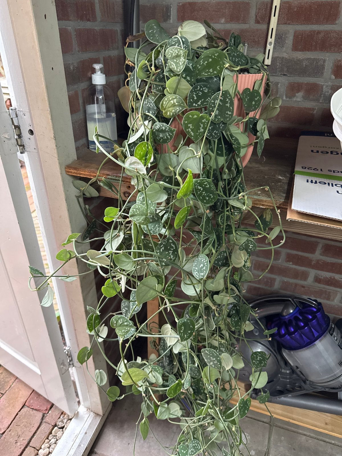 Grote hangplant in zelfwaterende pot, Ophalen