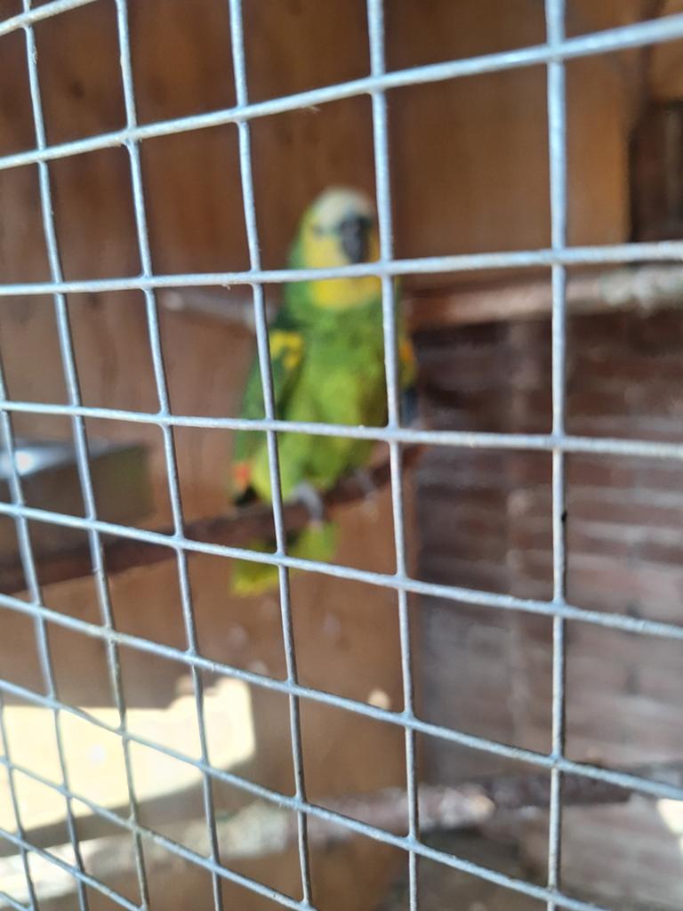 Blauw voorhoofd amazone koppel, Meerdere dieren, Papegaai