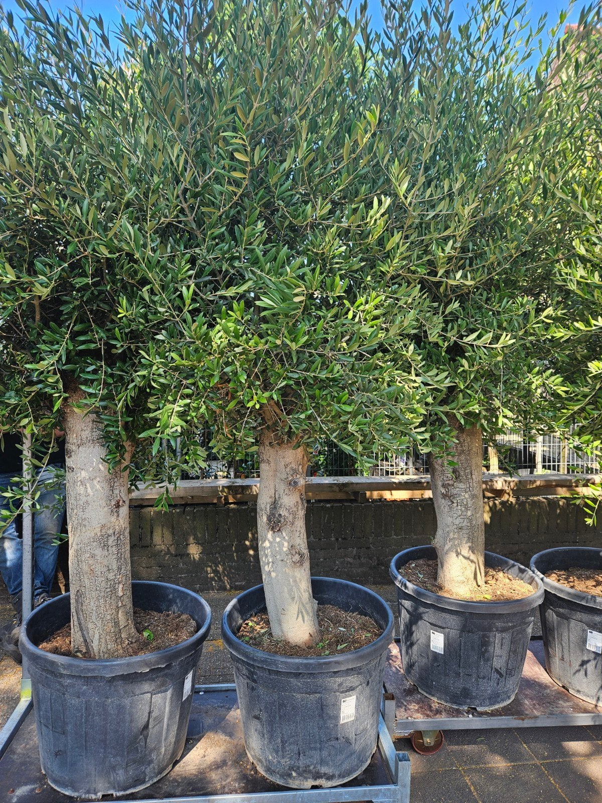 Olijfbomen, Palmbomen, Vijgen - Gratis bezorgd Hilversum, Tuin en Terras, Planten | Bomen, Volle zon, Ophalen of Verzenden, 100 tot 250 cm