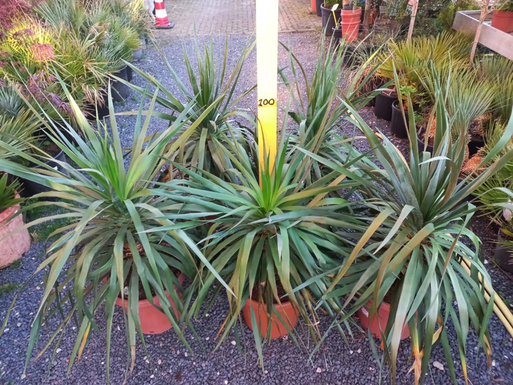 Drago , Drakenboom, Bloedboom. 100cm ,Perfect voor Terras, Volle zon, Vaste plant, Bloeit niet, Ophalen