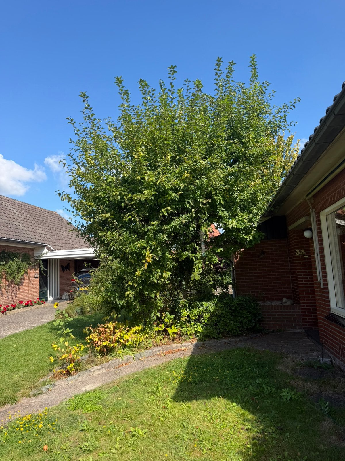 Malus appel boom, Ophalen, Lente, Volle zon, Overige soorten
