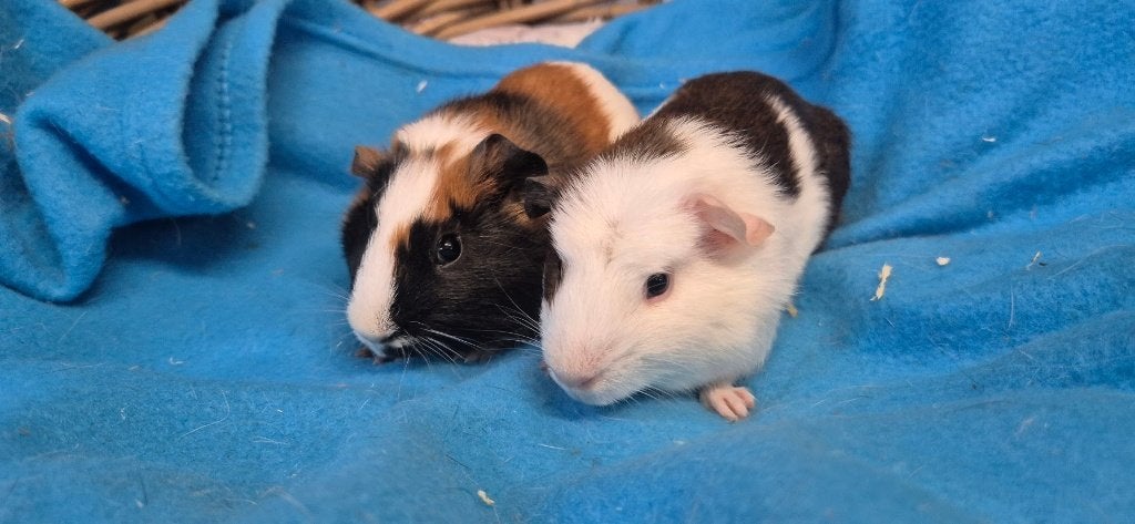 Caviakoppel BEAU & BENJI uit de opvang zoeken een tehuis!, Cavia, Juni, Meerdere dieren, Tam