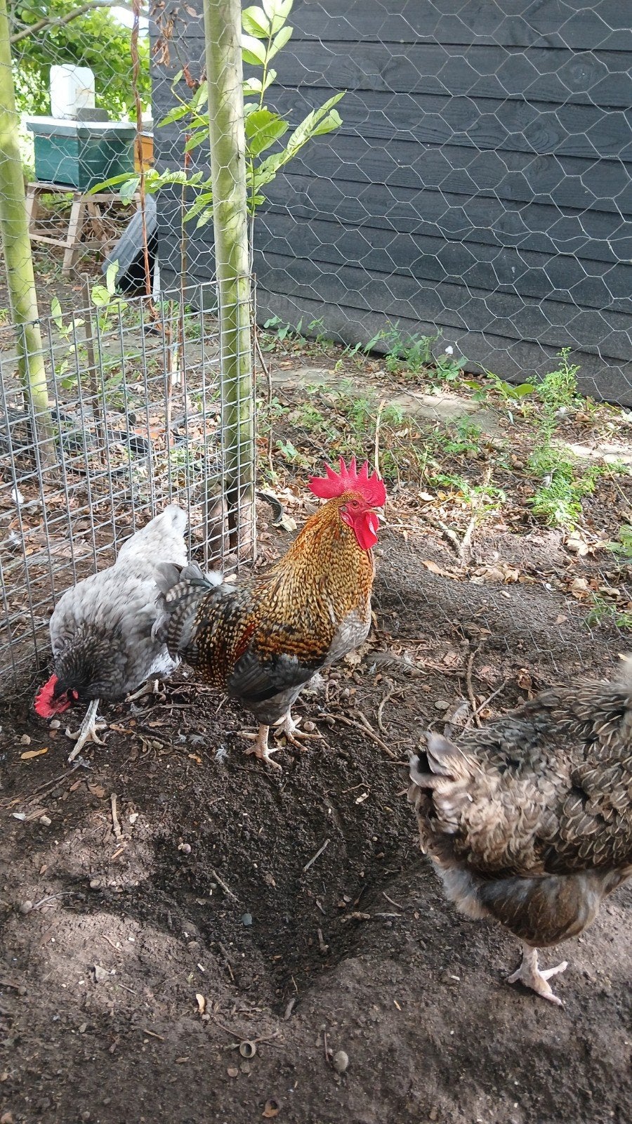 Silverrud Blø (blue) haantje, Dieren en Toebehoren, Pluimvee, Mannelijk, Kip