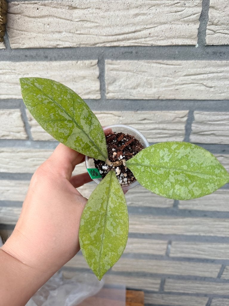 Hoya kalbar silver, Verzenden, Halfschaduw, Minder dan 100 cm