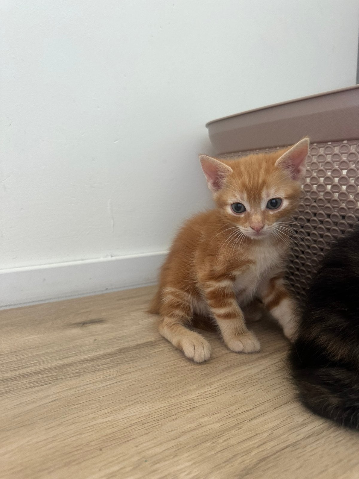 Kittens, Meerdere dieren, Ontwormd