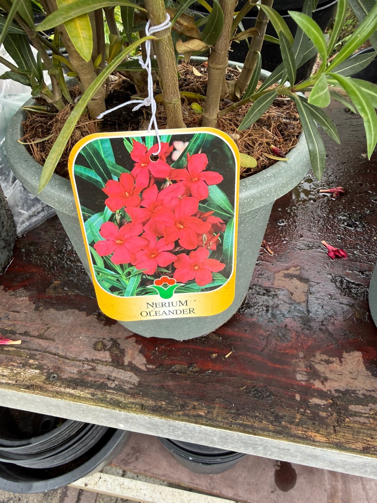 Oleanders grote planten nergens goedkoper za 13/6 9,95, Volle zon, Vaste plant, Zomer, Ophalen
