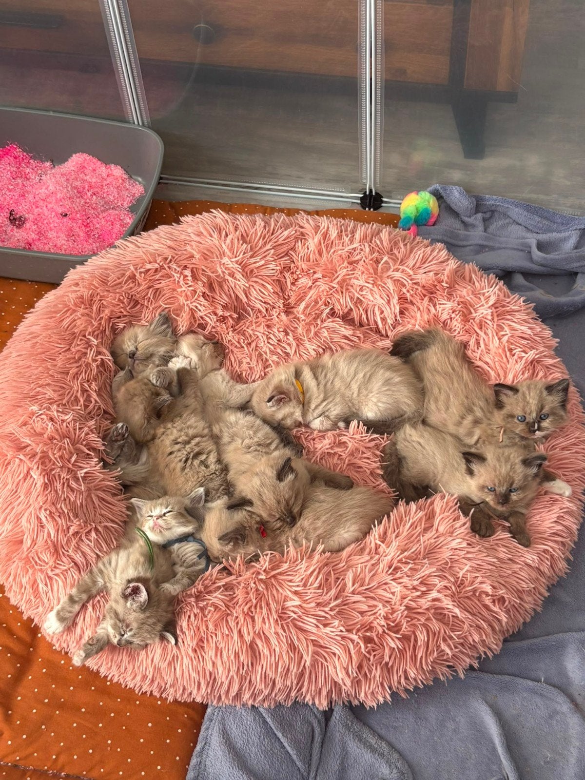 Lieve ragdoll zoeken een goud mandje, Poes, Gechipt
