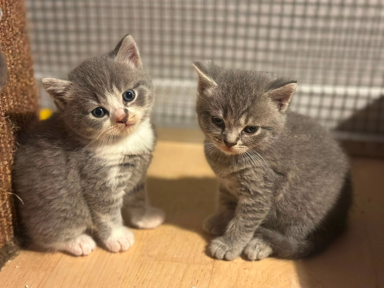 Half Britse korthaar kittens ❤️, Meerdere dieren, Ontwormd, 0 tot 2 jaar