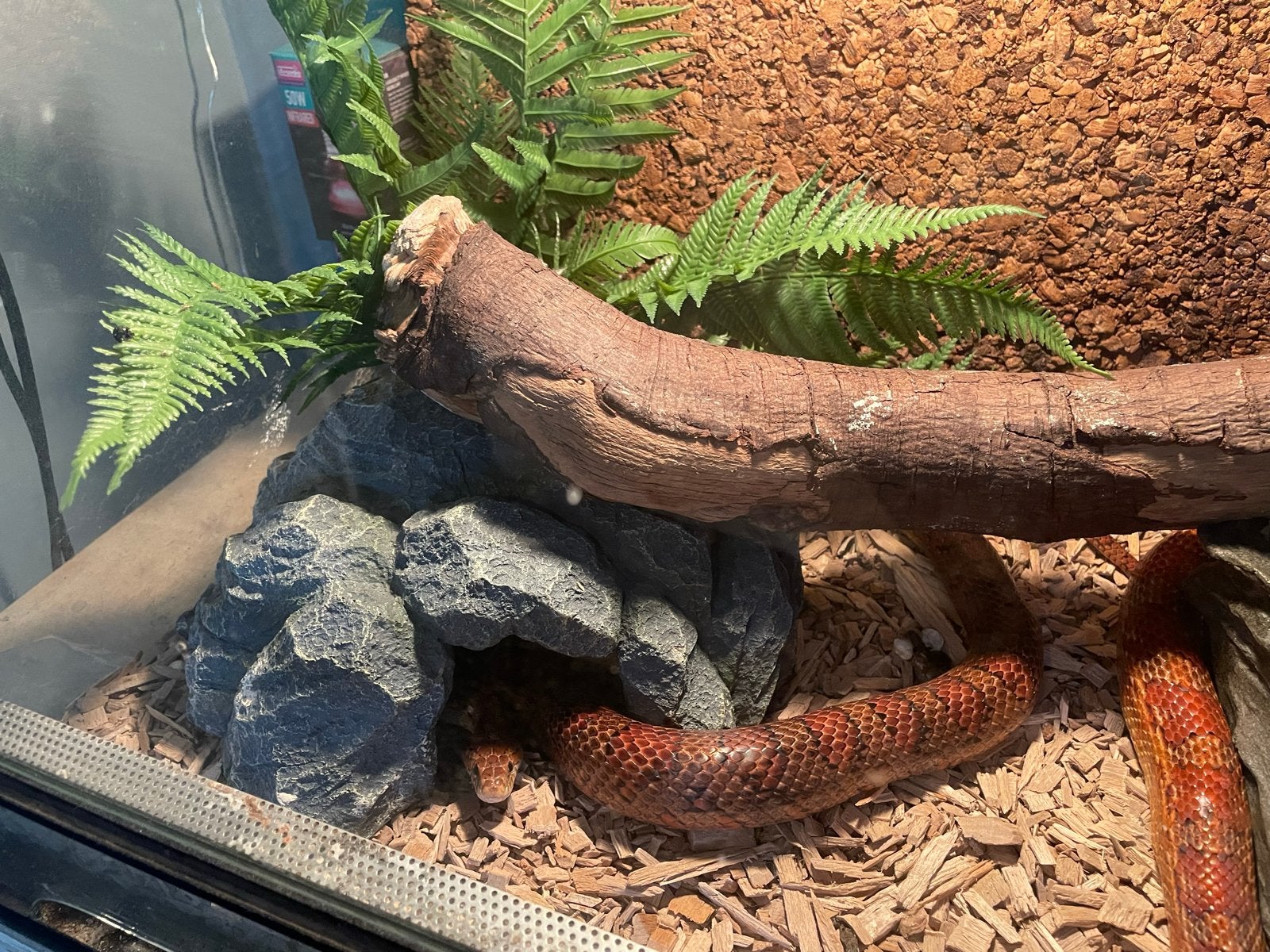 Koppel rattenslangen met terrarium Rat Snake photo 4