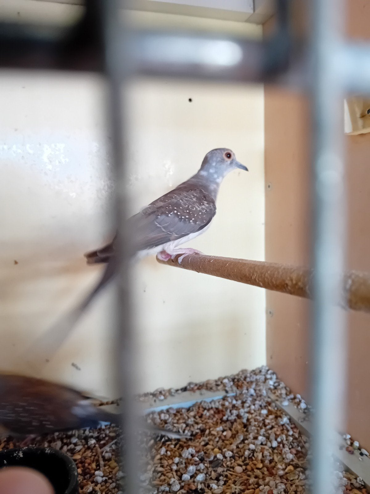 jonge bonte diamant duifjes jonge, Dieren en Toebehoren, Meerdere dieren