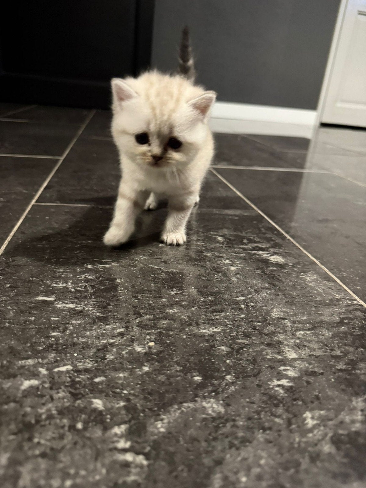 6 British kittens, Meerdere dieren, 0 tot 2 jaar