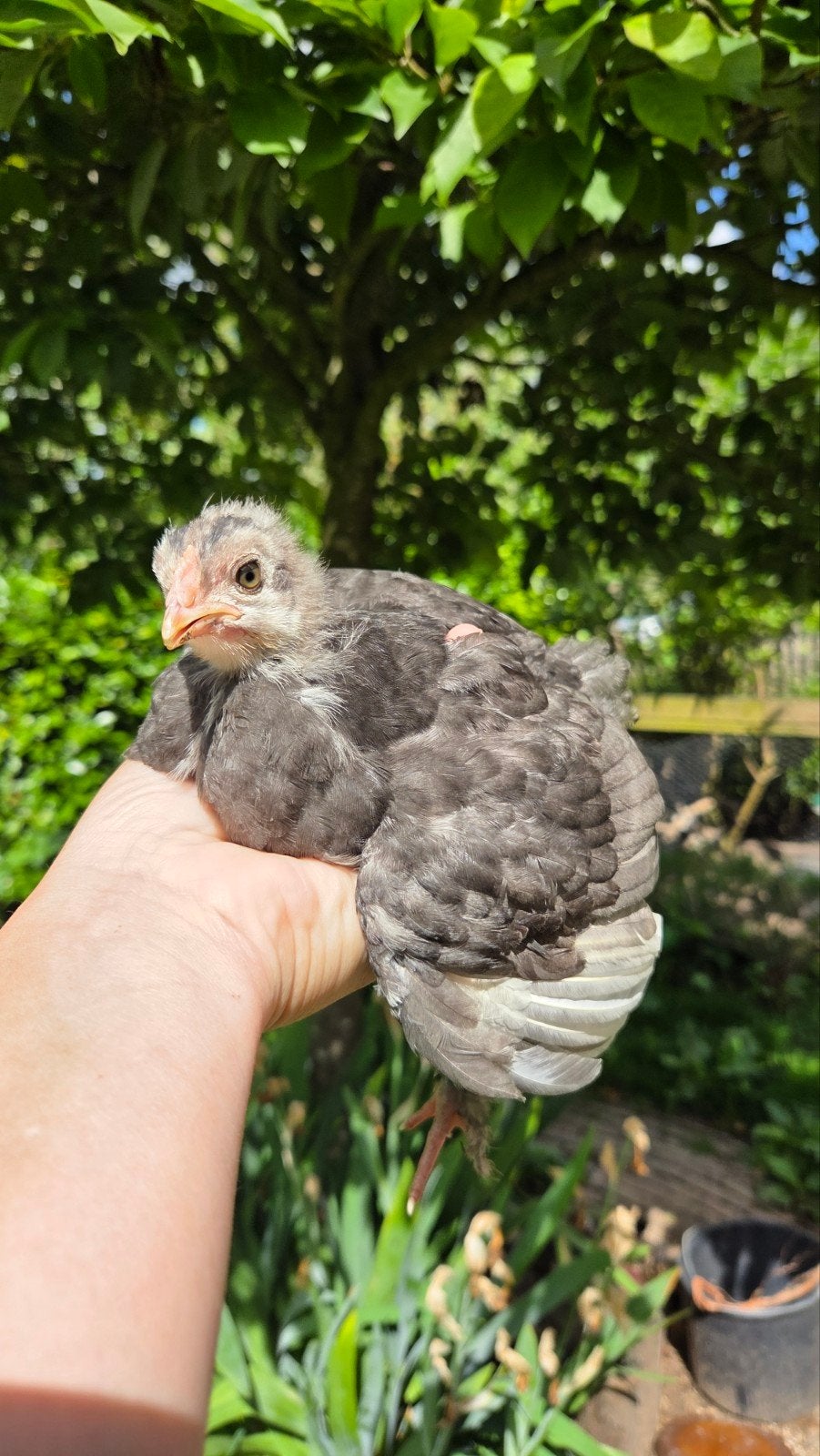 Kleurlegger kuikens, Meerdere dieren, Kip