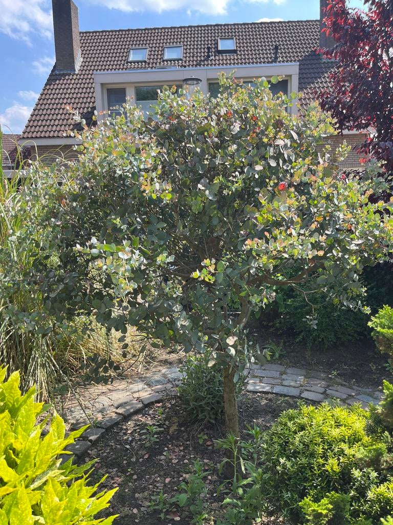 Eucalyptus boom - Prachtige, geurende blikvanger, Tuin en Terras, Ophalen, Bloeit niet, Volle zon, Overige soorten