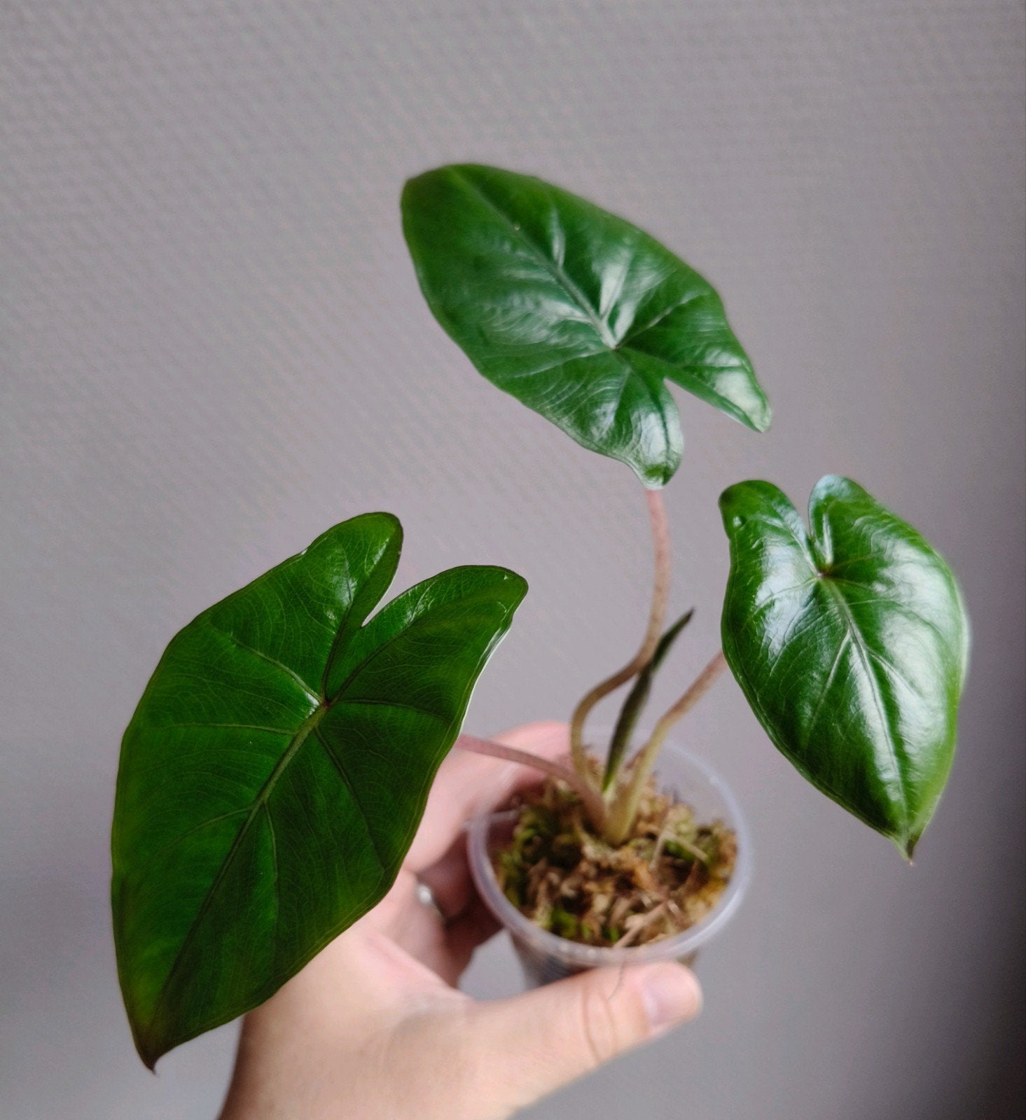 Alocasia Pink Dragon – uit variegata moederplant, Verzenden, Halfschaduw, Minder dan 100 cm