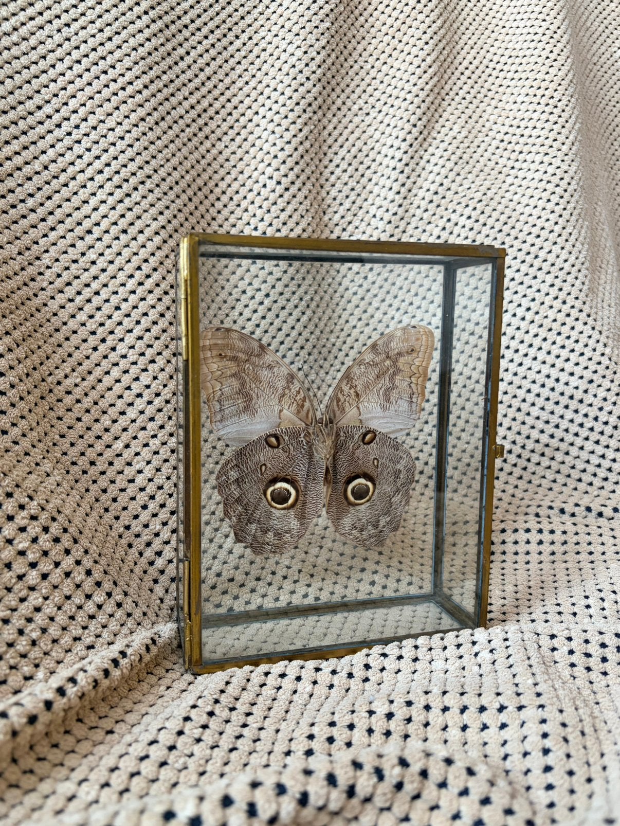 Opgezette vlinder in lijst – taxidermie decoratie, Huis en Inrichting, Woonaccessoires | Lijsten, Ophalen of Verzenden, Zo goed als nieuw