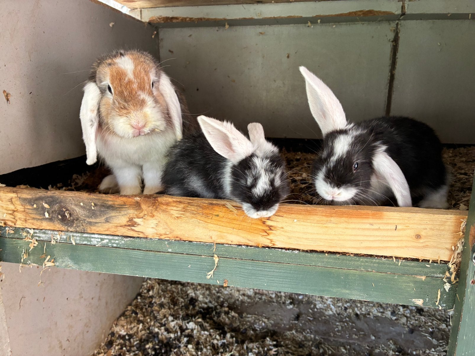 2 Dwerghanghoor Konijntjes Beschikbaar, Dieren en Toebehoren, Konijnen, Meerdere dieren, Dwerg
