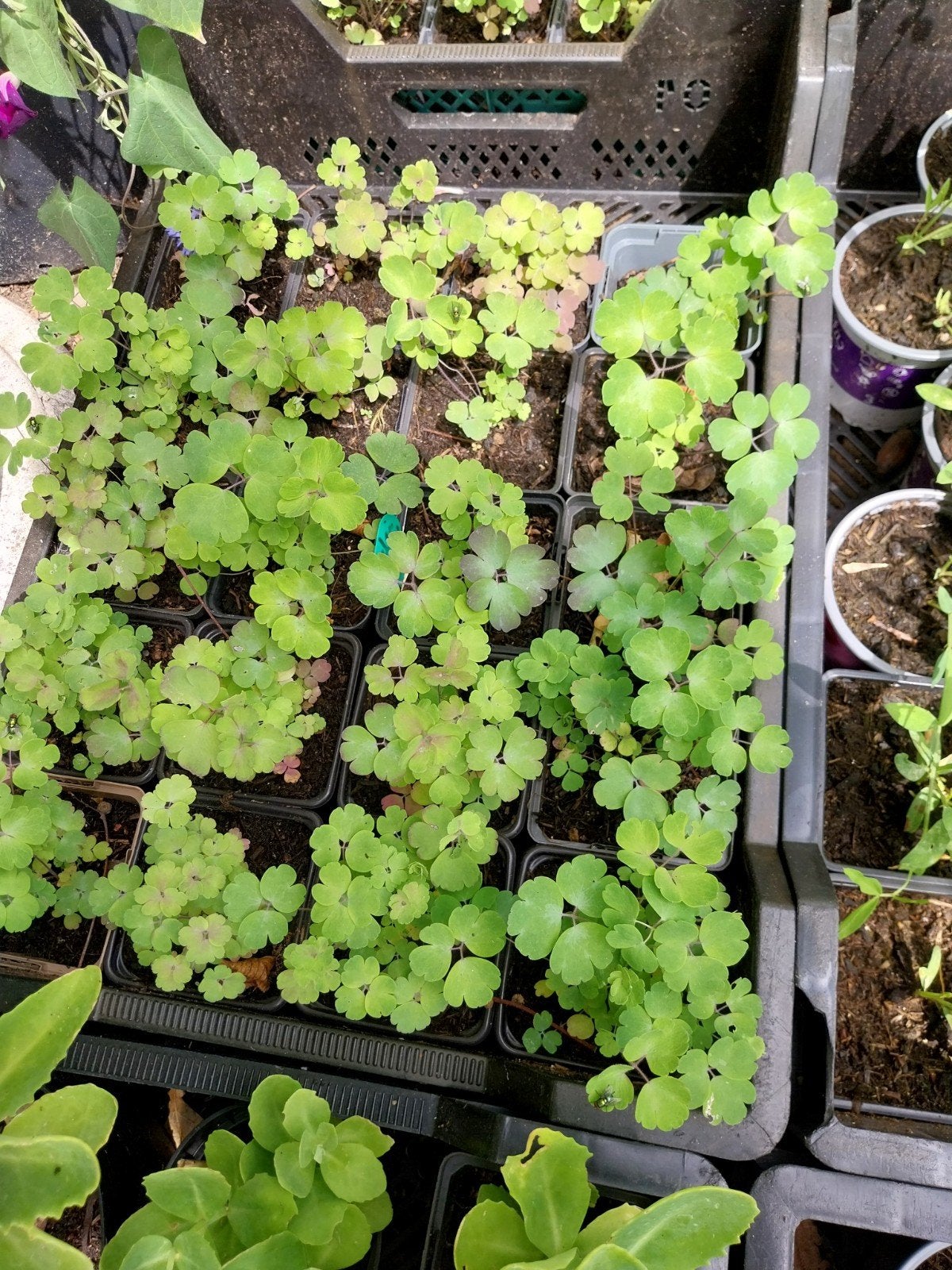 Akelei, vasteplant,donkerblauw, Tuin en Terras, Ophalen, Eenjarig, Groenteplanten, Volle zon