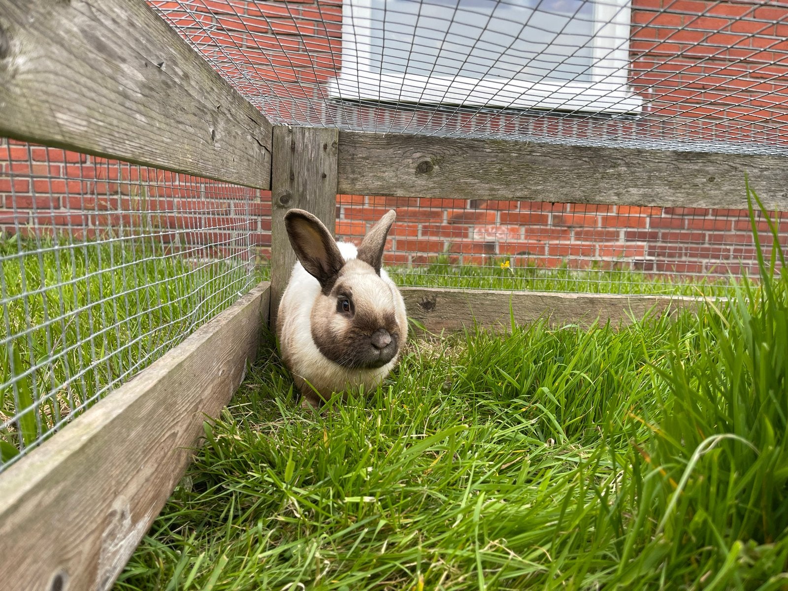 Salander ram, Mannelijk, Middelgroot, 3 tot 5 jaar