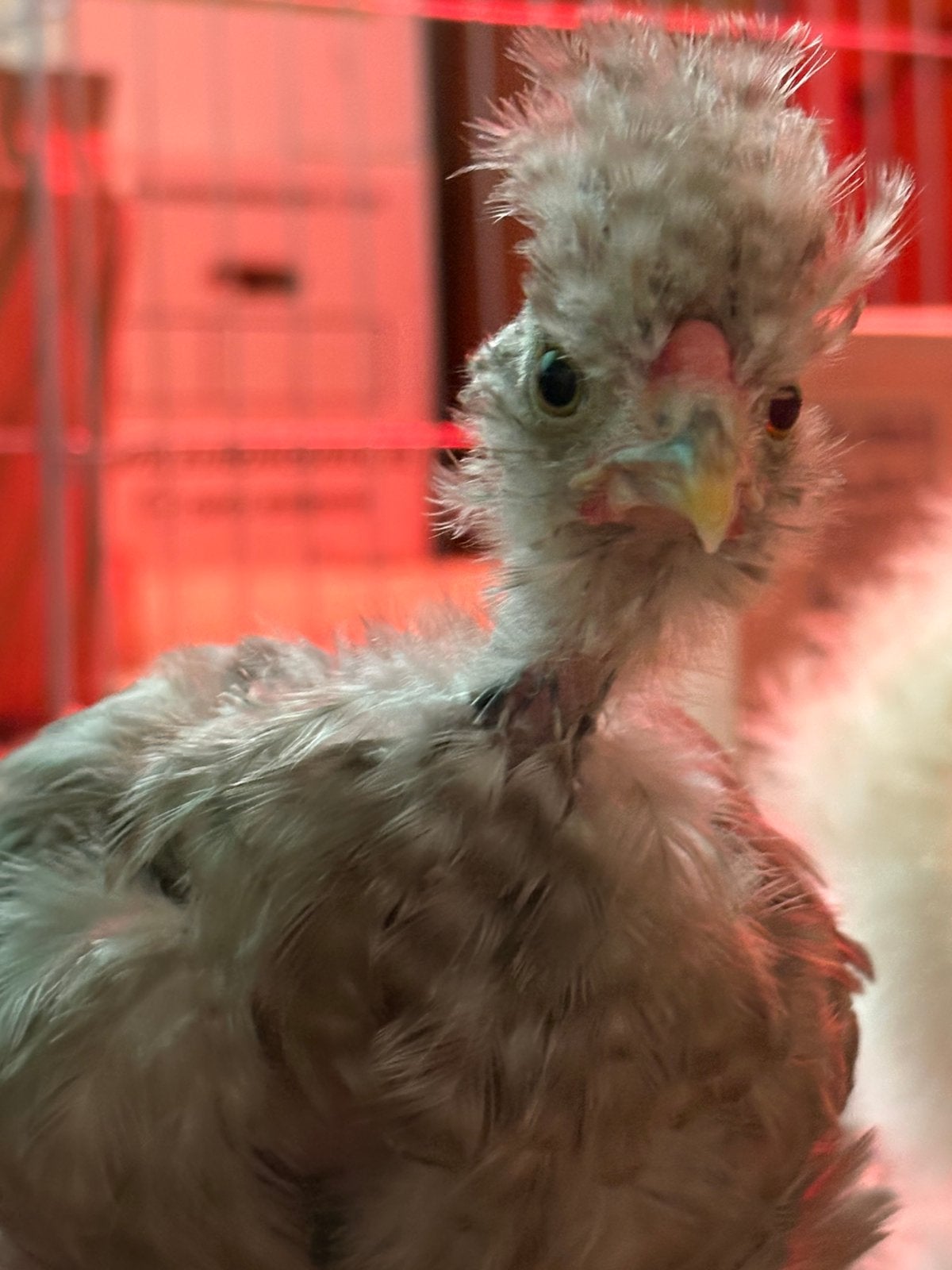 Silkie naakthals gladveer, Dieren en Toebehoren, Mannelijk, Kip