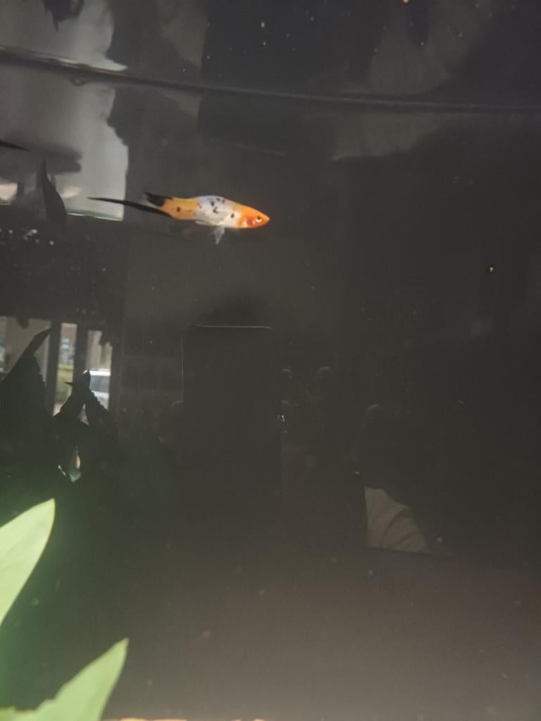 Zwaardrager tri collor, Vis