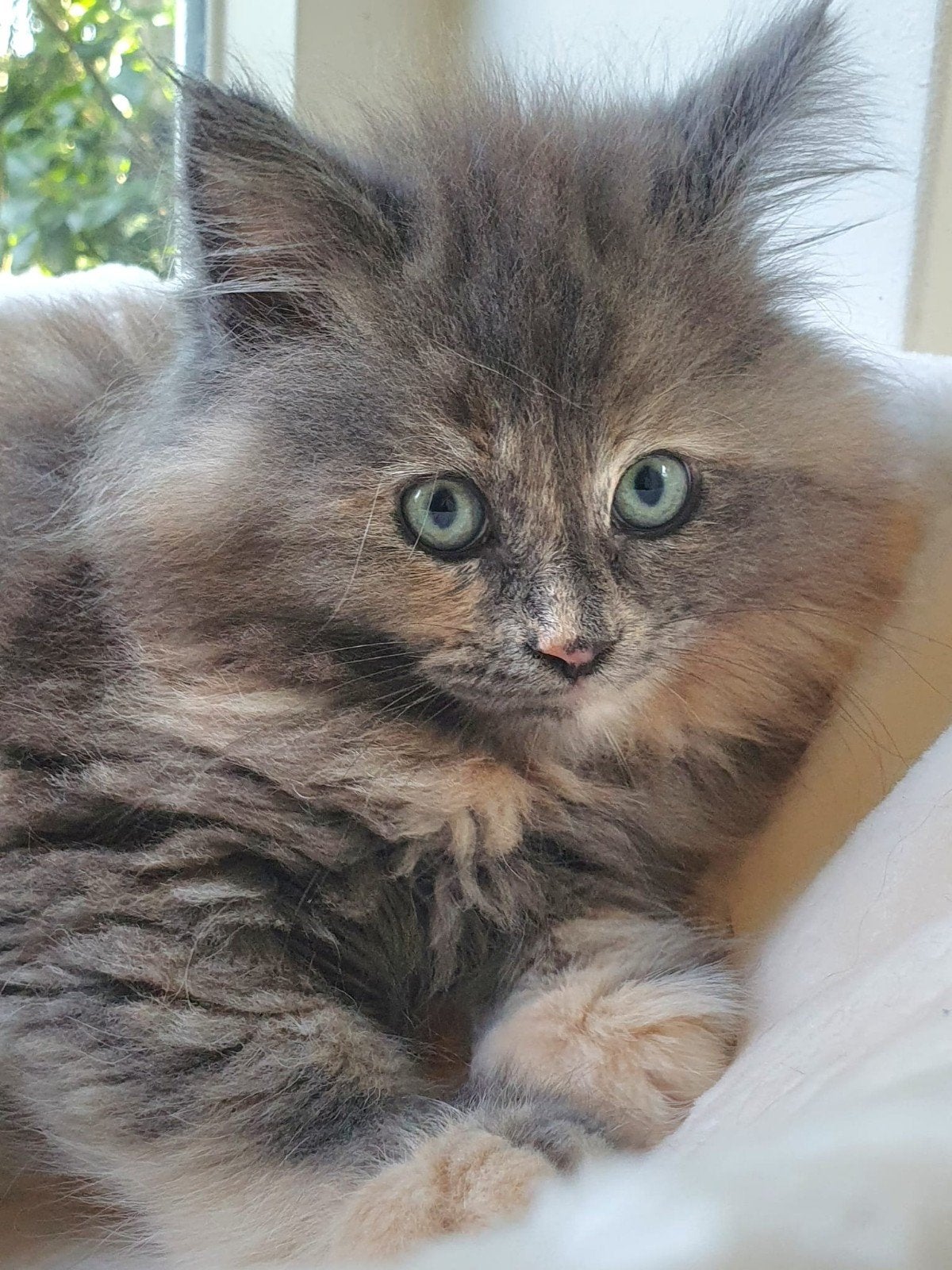 supermooie Maine Coon kittens, Meerdere dieren, Ontwormd, 0 tot 2 jaar