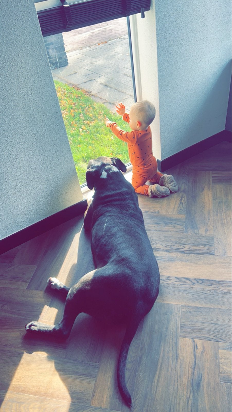 Gouden mandje gezocht. Graag goed lezen, 6 jaar of ouder, Reu, Groot, Eén hond