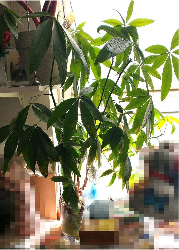 geldboompje, bekend als Pachira aquatica, Ophalen, Overige soorten, Halfschaduw, In pot