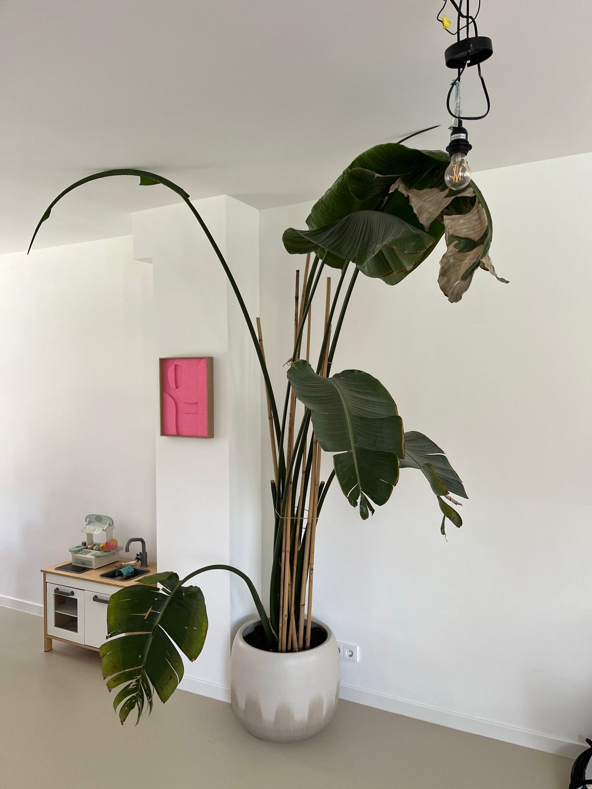 Grote Strelitzia kamerplant van +/- 260cm hoog, Huis en Inrichting, Kamerplanten, Ophalen, 200 cm of meer, Overige soorten, Volle zon