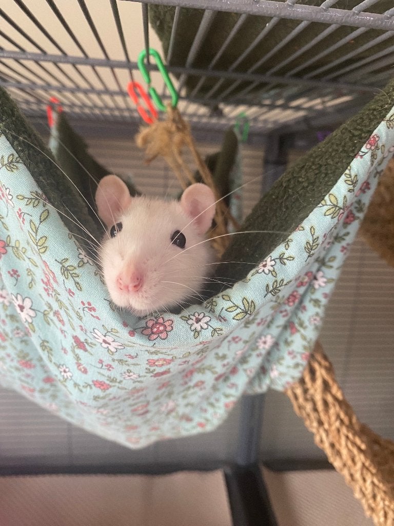 2 lieve tamme ratjes, Rat, Januari, Meerdere dieren, Tam
