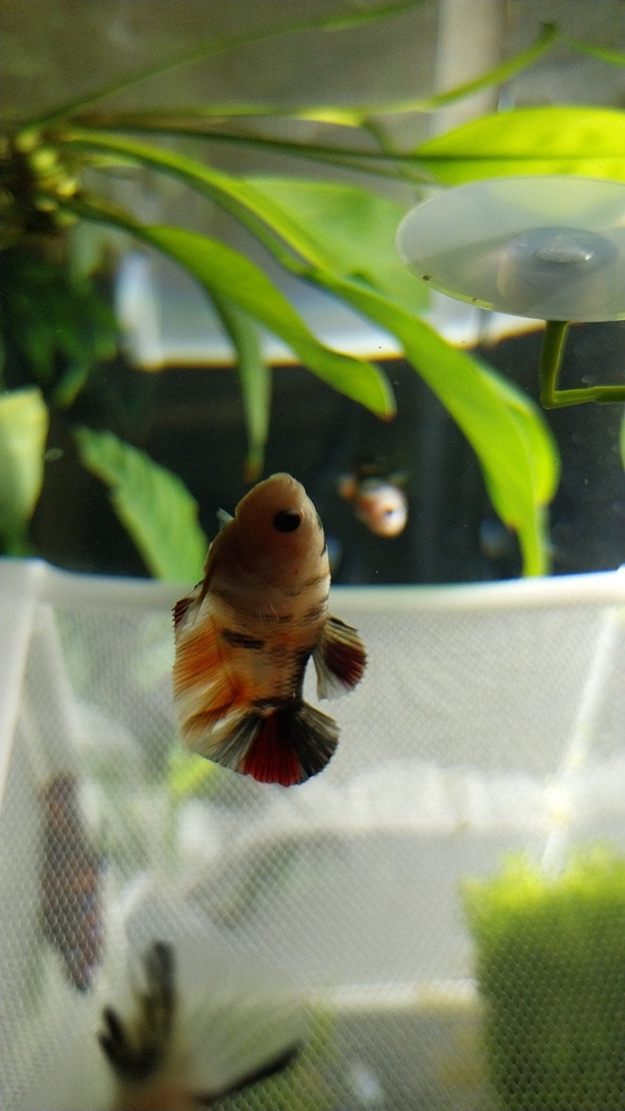 Mooie galaxy marble koi betta vrouw, Vis